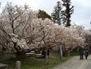 京都の御室桜とかやぶき屋根の里に行って来ました★（＾０＾）★