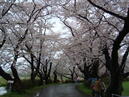東北３桜を見にみちのくを旅して来ました٩(๑❛ᴗ❛๑)۶