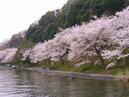 ４月７日(水）・１１日(日）の琵琶湖お花見ツアーは只今募集中です◎（^0^)◎