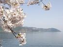 ４月７日(水）・１１日(日）の琵琶湖お花見ツアーは只今募集中です◎（^0^)◎