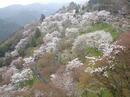 ４月４日(日）の吉野お花見ツアーは満員になりましたｍ（＿＿）ｍ