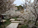 京都の御室桜とかやぶき屋根の里に行って来ました★（＾０＾）★