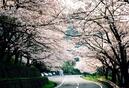 ４月７日(水）・１１日(日）の琵琶湖お花見ツアーは只今募集中です◎（^0^)◎