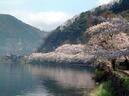 ４月７日(水）・１１日(日）の琵琶湖お花見ツアーは只今募集中です◎（^0^)◎
