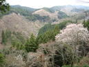 3月29日に吉野お花見ツアーの下見に行ってきました♪♪