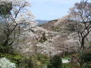 4月4日(日)吉野お花見ツアー無事終了いたしました♪(^0^)♪
