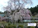 樹齢2000年の『神代桜』と樹齢400年の『しだれ桜』を観に行って来ました✺